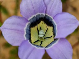 Roella ciliata flower